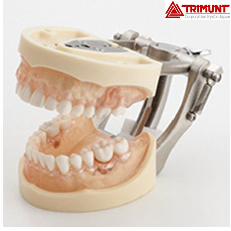 Standard Periodontal Disease Model with articulator