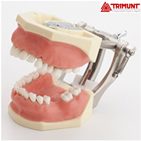 Severe Periodontal Disease Model